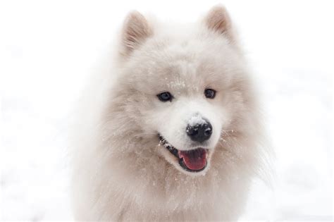 15 Best Dog Breeds for Cold Weather — Book of Dog