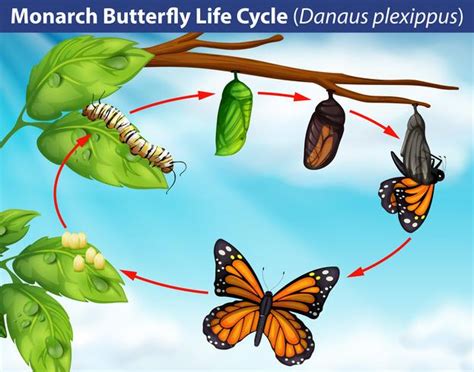 Life Cycle Of Monarch Butterfly Royalty Free Svg Cliparts Vectors | The ...