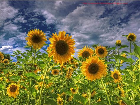 🔥 Download For Android Sunflower Fields HD Wallpaper by @williamn24 ...