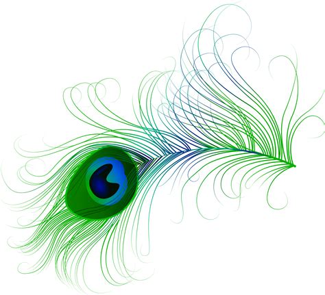 Peacock Feather Drawing Png Feather drawing png lion drawing png guitar ...