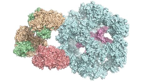 Metabolism: Researchers first to shed light on structure of huge enzyme ...