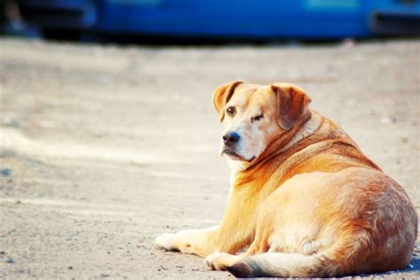 Can An Abused Dog Ever Recover? - Clever Pet Owners