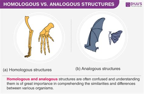 Homologous Traits Vs Analogous Traits