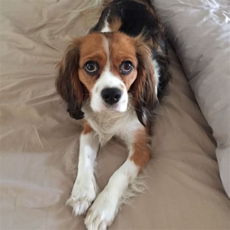 67+ Cavalier King Charles Spaniel Dachshund Mix Photo - Codepromos