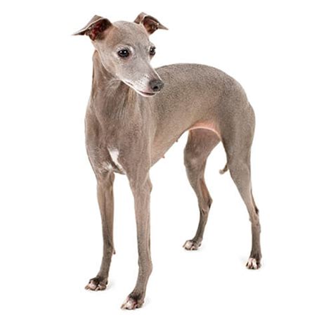 Italian Greyhound Dog Breed Information | Purina