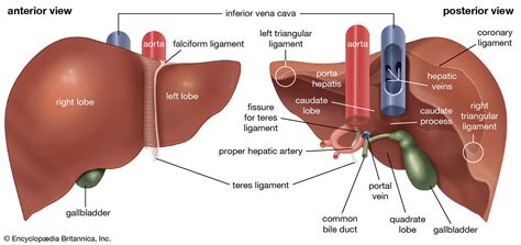 casamentero pintor Discriminar liver anatomy Emoción instalaciones chupar