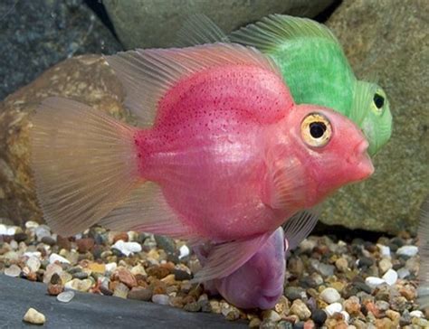 Pink Jellybean Parrot Cichlid | Arizona Aquatic Gardens