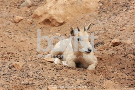 Arabian Oryx Baby - Boxist.com Photography / Sam Mugraby's Stock ...