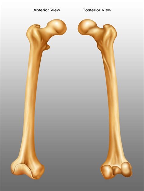 Femur, Anterior and Posterior View Poster Print by Gwen Shockey/Science ...