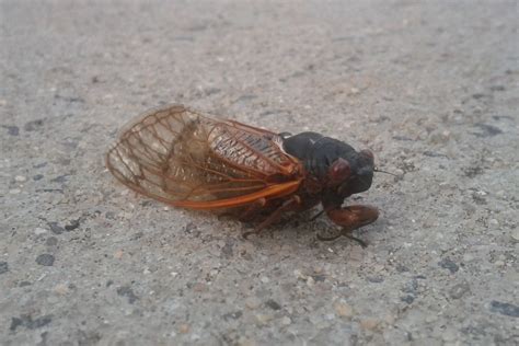 10 Things You Should Know About The 2021 Cicada Invasion - WCCB ...