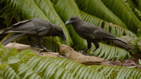 Alala! Hawaiian crow is one smart bird | Honolulu Star-Advertiser