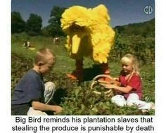 14 Big Bird Memes ideas | big bird, memes, funny pictures