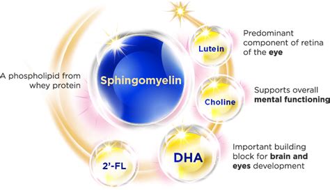 About Sphingomyelin | Enhance Brain Connections | Wyeth Nutrition SG