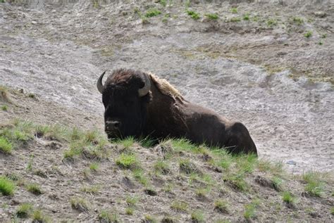 Tips For Seeing Wildlife at Yellowstone National Park - She's On The Go