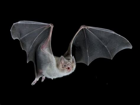 3D Printed Bat Models Yield New Scientific Discoveries About Flight ...