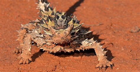 The 11 Weirdest Animals in Australia