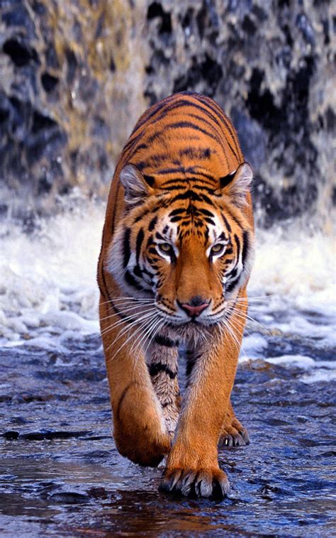 Tiger Wallpaper 4k - Best Cool Tiger Wallpapers APK für Android ...