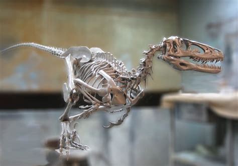 Deinonychus Skeleton | Dinosaur, Animal skeletons, Dinosaur fossils