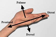 Anatomical terms of location - Wikipedia