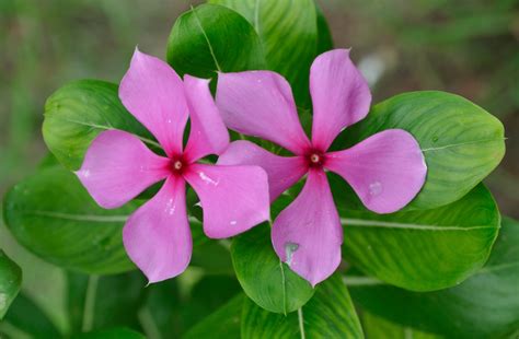 Health Benefits of Sadabahar | Health Benefits of Periwinkle - Trustherb