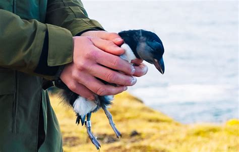 Why it’s perfectly normal to see baby puffins thrown off cliffs in ...