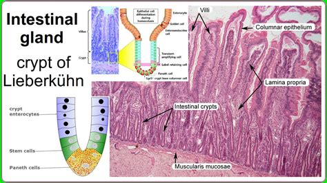 intestinal gland - YouTube