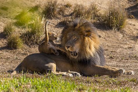 Lion Cubs Share Exhibit with Father for First Time at San … | Flickr