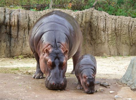 Dallas zoo announces baby hippo name, gender - Oak Cliff