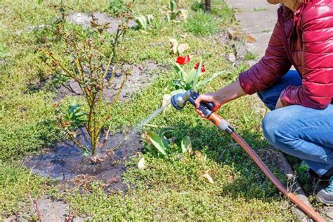 When and How to Water Roses | Gardener's Path