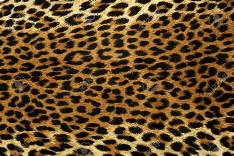 Animal print wallpaper, Leopard spots, Print wallpaper