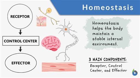 How Does Blood Maintain Homeostasis Examples