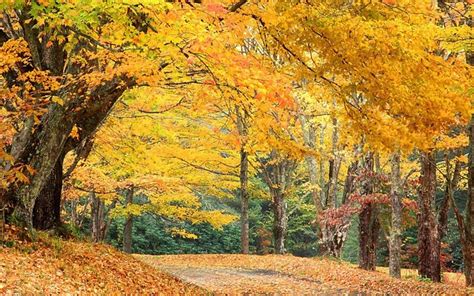 5 Favorite Places for Fall Foliage Near Asheville NC