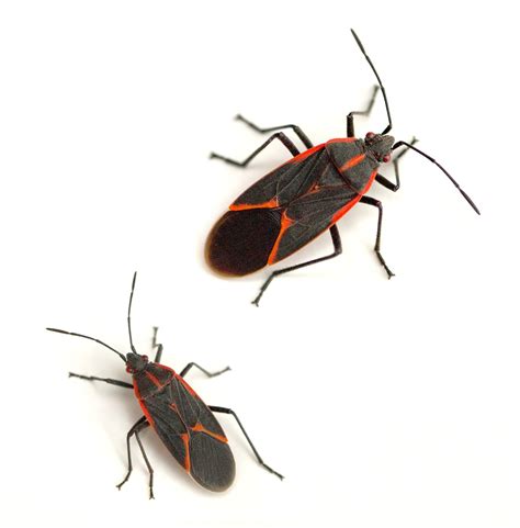 Common Household Pests and How to Get Rid of Them - FindABusinessThat.com