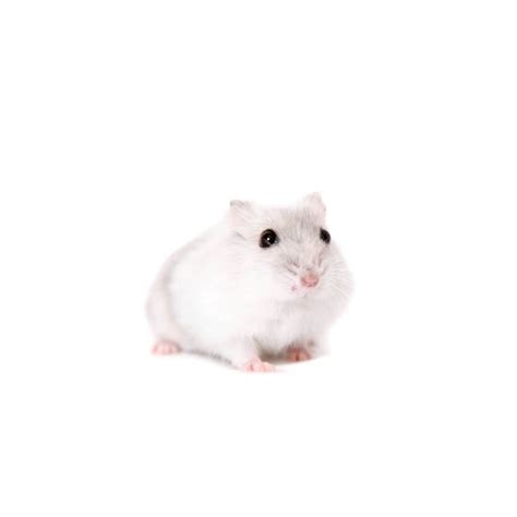 Winter White Dwarf Hamster: A Guide For New Pet Parents – Hamsteropedia