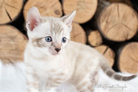 Snow & White Bengal Cats for Sale 🐈 | Wild & Sweet Bengals | White ...