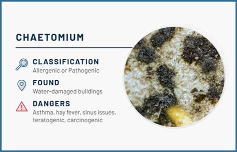 12 Common Types of Mold Found in the Home | ApartmentGuide.com