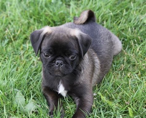 Cute Silver Pug Puppy | In Desperate Want Of A Pug | Pinterest