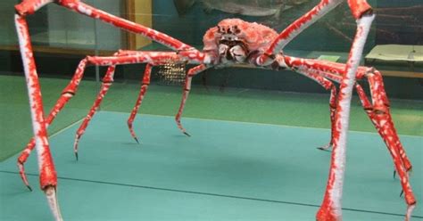 How and What: Japanese spider crab: Strange Species