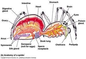 Arthropoda - Biology