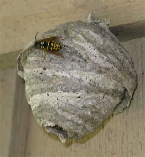 paper wasp nests | yellow wasps & nest - Dolichovespula arenaria ...