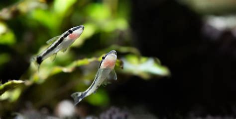 Otocinclus Breeding Guide (Will They Breed in Captivity?) - Avid Aquarist