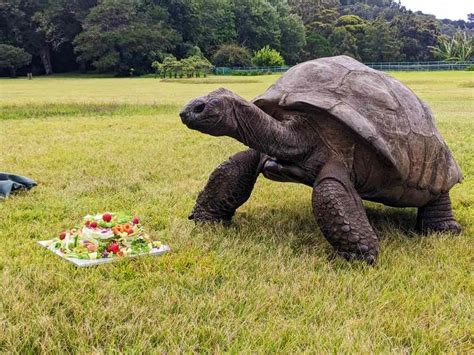 Jonathan the Tortoise Celebrates 190th Birthday