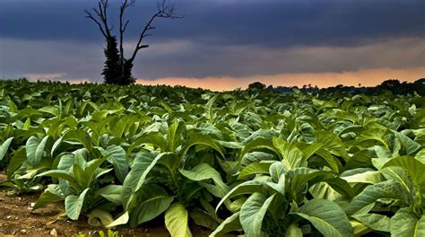 The Sacred Tobacco Plant: Physical and Spiritual Effects