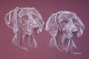 weimaraner pictures paintings and portraits plus dog breed information