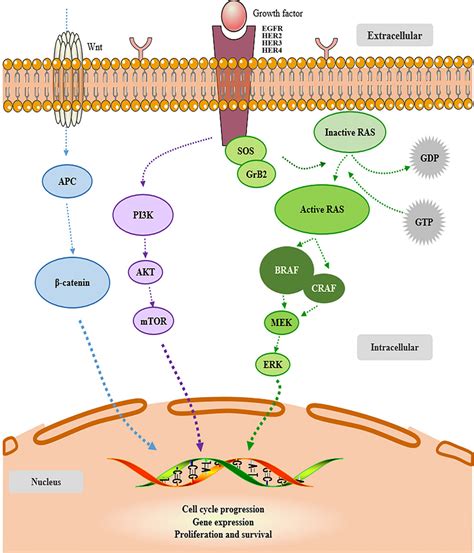 Overview of EGFR–RAS–RAF–MEK–MAPK pathway, a cellular signaling pathway ...