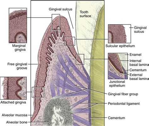 10. Gingival and Dentogingival Junctional Tissue | Pocket Dentistry