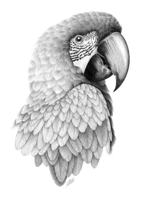 The Painted Parrot - Black and White Drawing