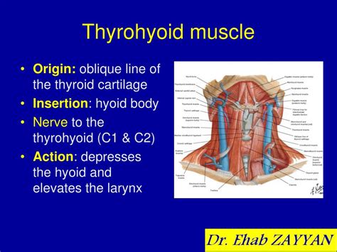 PPT - Muscles of the neck PowerPoint Presentation, free download - ID ...