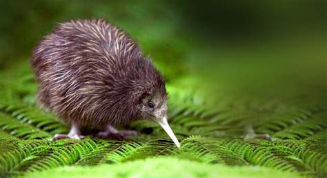 Kiwis Facts, Flightless Bird Habitat, Diet, Information with Pictures