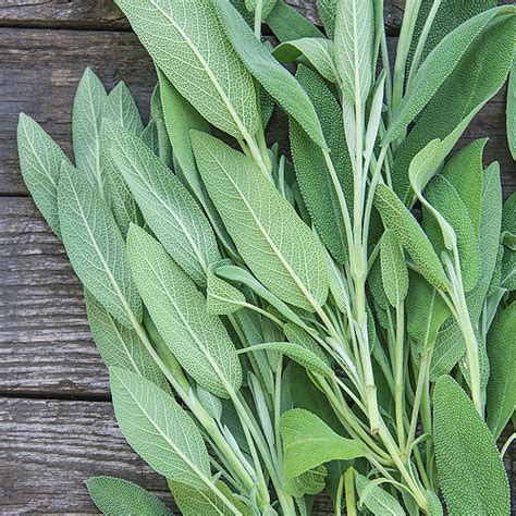 Sage Herb — Plant | Gurney's Seed & Nursery Co.